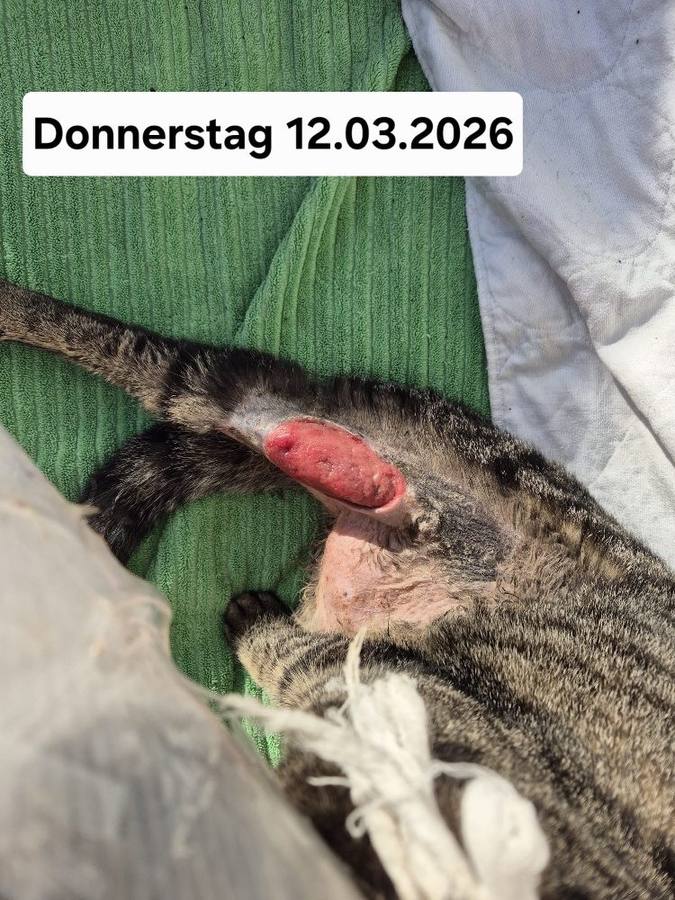 12.03.2026 – Gesamteindruck mit Valentino